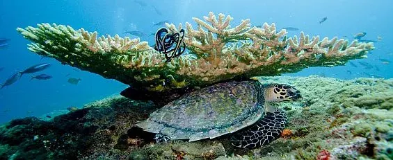 Flitterwochen auf den Malediven: Eintauchen in Liebe und Meer, Bild 1